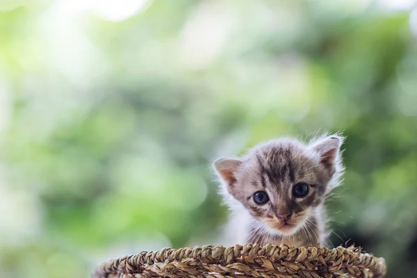 Pequeño recién nacido ojos azules gatito con espacio de copia . — Foto de Stock