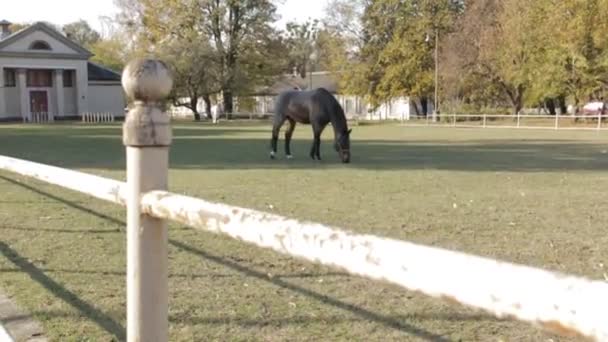 Hästar panorering skott — Stockvideo