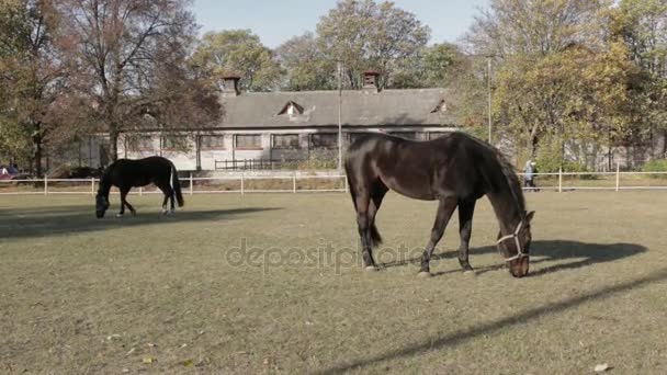 Hästar panorering skott — Stockvideo