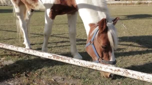 Horses Pan Shot — Stock Video