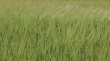 Yeşil buğday Spikelets, orta atış