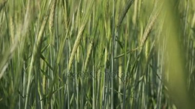 Yeşil buğday Spikelets, yakın çekim 01