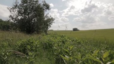 Alan yeşil buğday, pan dolly vurdu