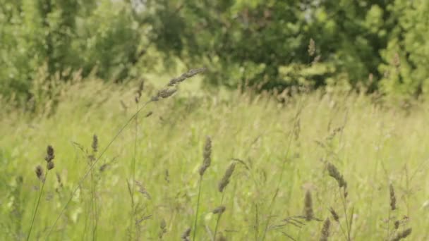 Spikelets In een bos-Glade — Stockvideo