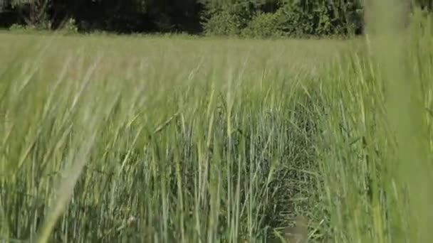 Ścieżka w polu pszenicy 02 — Wideo stockowe