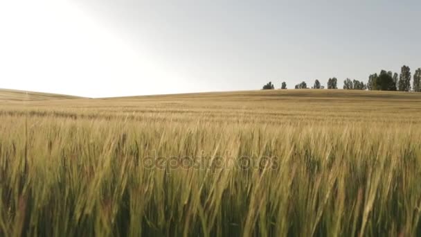 Пшеничне поле перед заходом сонця, ляльковий постріл 01 — стокове відео