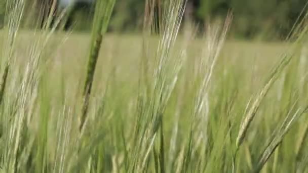 Spikelets de trigo verde, close-up 02 — Vídeo de Stock