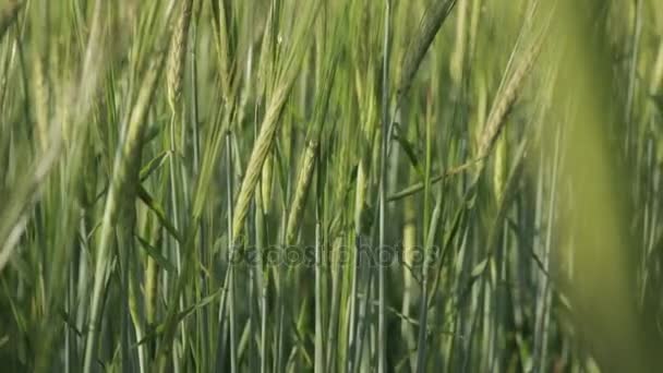 Zielona pszenica silnie, bliska 01 — Wideo stockowe
