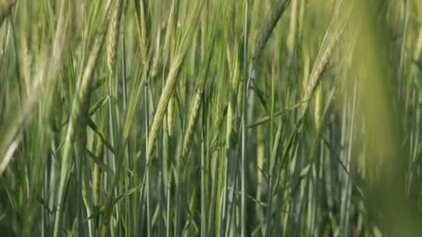 Green Wheat Spikelets, close-up 01 — Stock Video