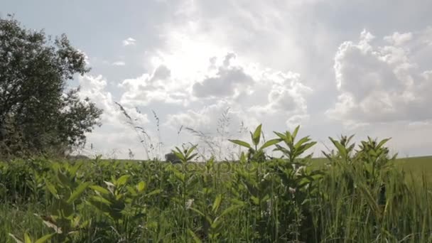 Зеленое поле под солнечным небом, — стоковое видео