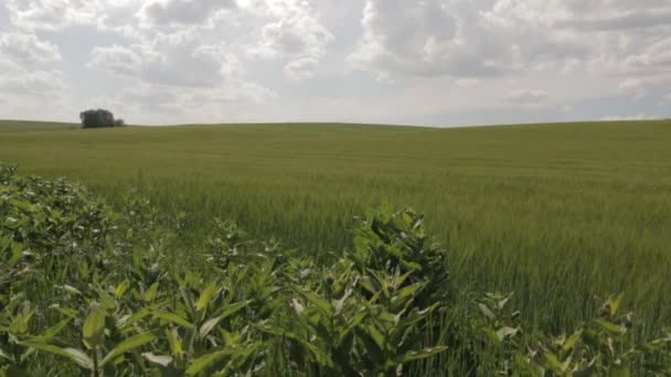 Поле зеленой пшеницы — стоковое видео