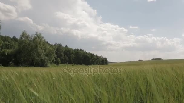 Campo de trigo verde, movimento da câmera 01 — Vídeo de Stock