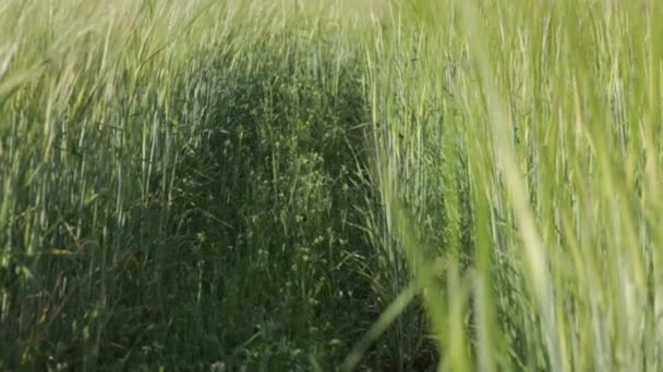 Path In A Wheat Field 01 — Stock Video