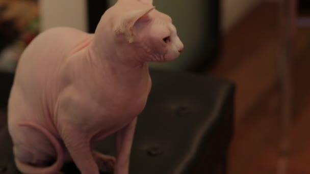 Růžový Sphynx kočka sedí na židli — Stock video