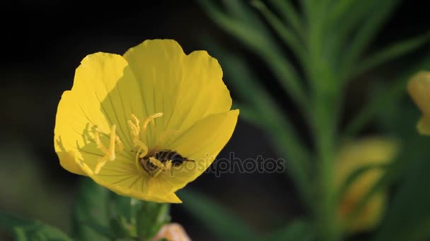 Çiçekteki arı — Stok video