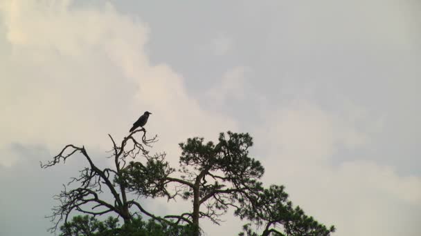 Krähe auf dem Baum — Stockvideo