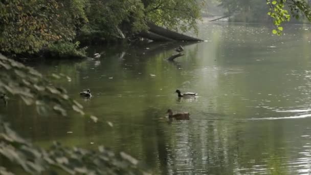 Πάπιες στις όχθες του ποταμού στο δάσος — Αρχείο Βίντεο