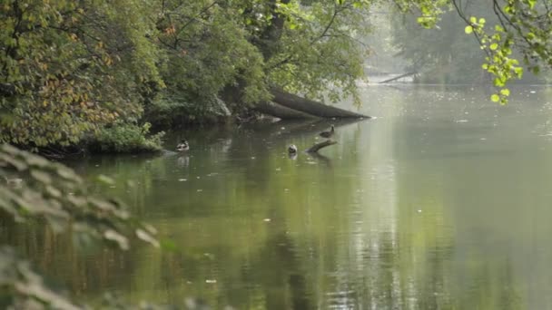 Canards sur la rivière avec focalisation 