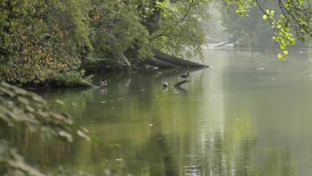 Πάπιες στις όχθες του ποταμού, με επίκεντρο — Αρχείο Βίντεο