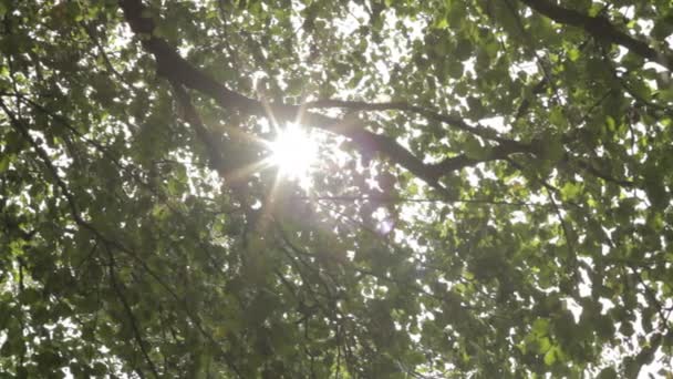 Sol brillando a través de las hojas — Vídeo de stock