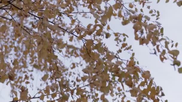 Árbol de abedul de otoño con movimiento suave — Vídeo de stock