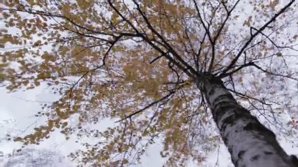 Berken boom met gele bladeren, verkeer 01 — Stockvideo