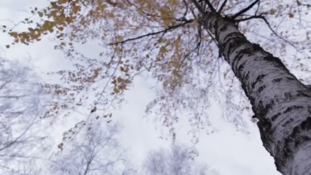 Árbol de abedul con hojas amarillas, movimiento 02 — Vídeo de stock