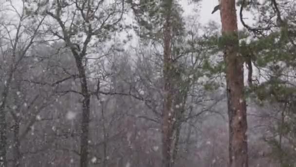 Снег в сосновом бору, туман, 50 кадров в секунду — стоковое видео