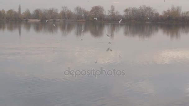 Gabbiano vola sopra l'acqua — Video Stock