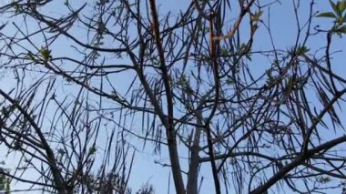 Bahar Katalpa ağacı