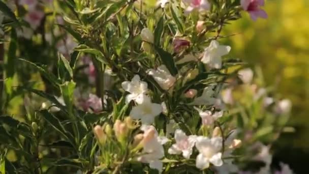 Bush com flores pequenas — Vídeo de Stock