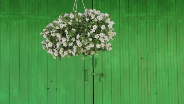 在绿色背景上的花盆 — 图库视频影像