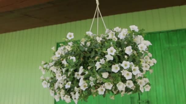 Bloempot met witte bloemen — Stockvideo