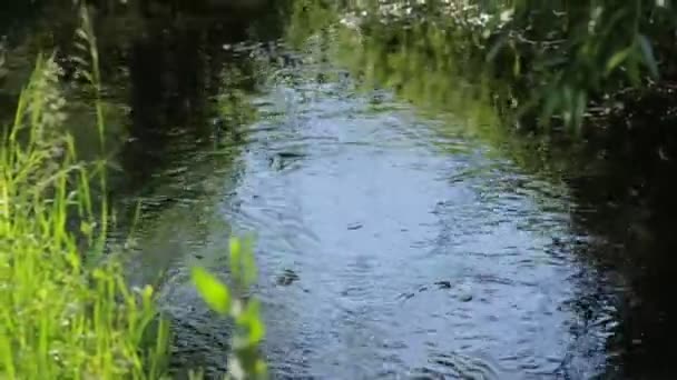 森林里的溪流 — 图库视频影像