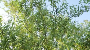 Bükülmüş bir yeşil ağaç dallarında