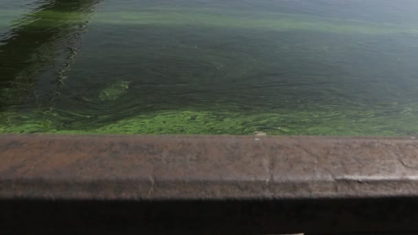 Algenblüte im Wasser — Stockvideo