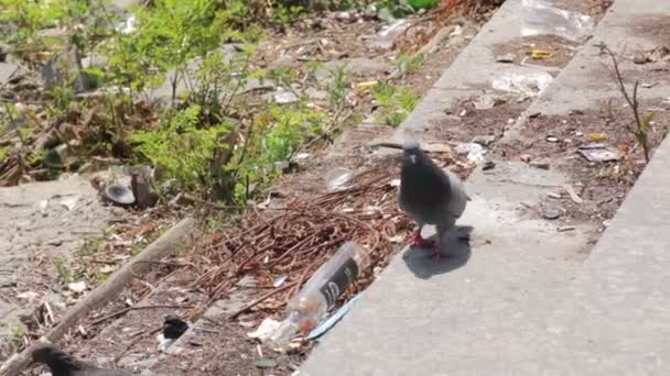 在垃圾堆里的鸽子 — 图库视频影像