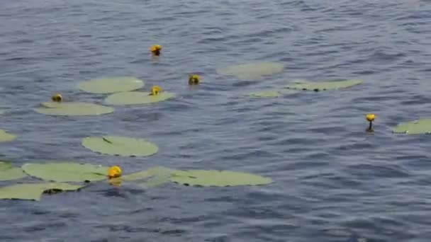 Gelbe Lilien auf dem Wasser — Stockvideo