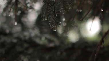 Ladin üzerinde yağmur damlaları