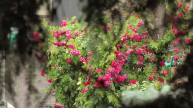 Pembe gül yağmur altında