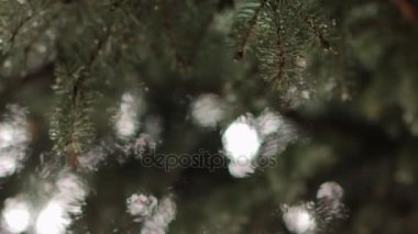 Ladin iğne Raindrops düşmek