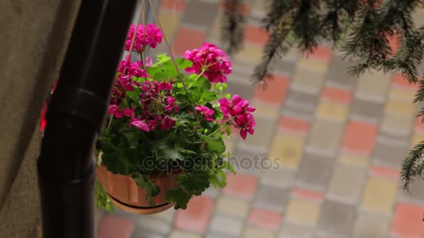 Flower Pot with Pink Flowers — Stock Video