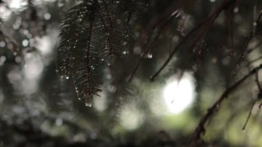 Ladin soldaki üzerinde damla