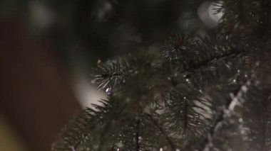 Ladin dal küçük örümcek