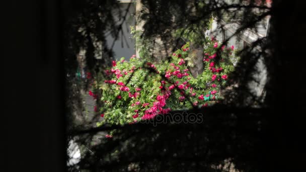 Rosas Ramos Pinheiro e chuva — Vídeo de Stock