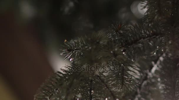 Petite araignée sur une branche d'épinette — Video