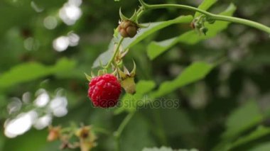Ahududu Bush ve karınca