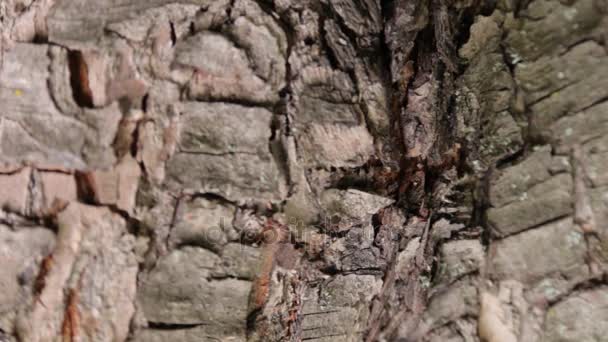 蚂蚁是爬行在树皮 — 图库视频影像