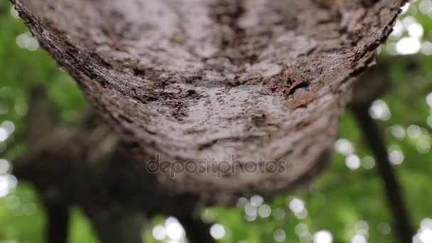 Las hormigas se arrastran a lo largo del árbol — Vídeos de Stock