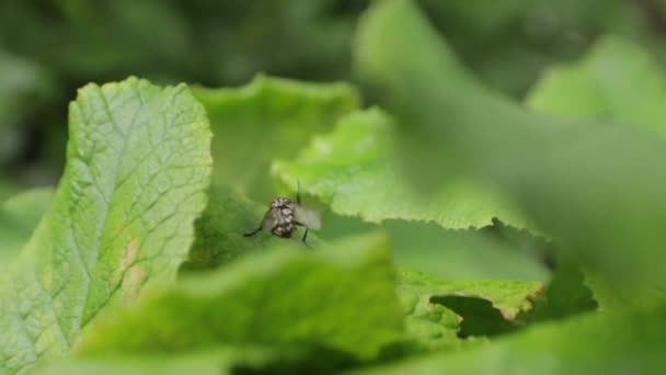 Velké Fly čistí křídla — Stock video